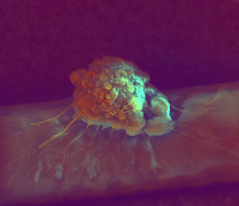 Single cell attached to the printed scaffold fibre